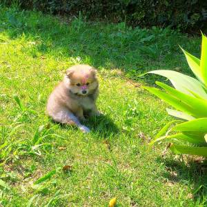 spitz alemo ano lulu da pomerania  