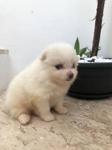 spitz alemo ano lulu da pomerania 