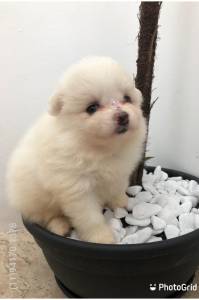 spitz alemo ano lulu da pomerania 