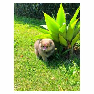 spitz alemo ano lulu da pomerania 