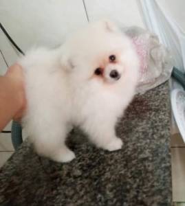 Spitz Alemao lulu da pomerania macho creme RJ