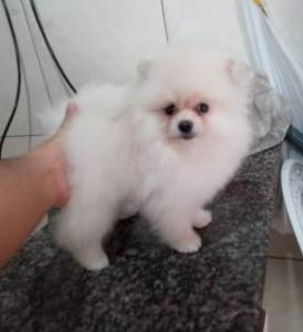 Spitz Alemao lulu da pomerania macho creme RJ