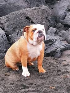 Bulldog ingls femea