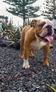 Bulldog ingls femea