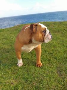 Bulldog ingls femea