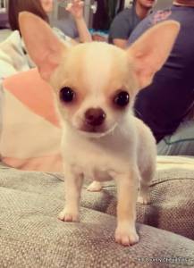 Chihuahua - pelo curto