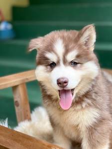 husky siberiano