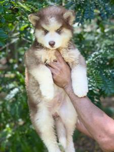 husky siberiano