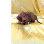 Dachshund BASSET FMEA DISPONVEL So Paulo Granja Viana