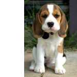Beagle Beagle LINDOS DISPONIVEL So Paulo So Paulo