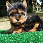 Yorkshire Terrier Filhotes de Yorkshire - criao tica e Profissional Paran Curitiba