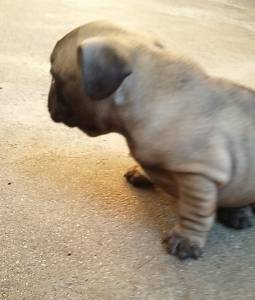 BULLDOG FRANCS MACHOS E FMEAS FULVO TIGRADOS PARC ENTREGO HOJE LAPA SP