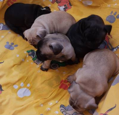 BULLDOG FRANCS MACHOS E FMEAS FULVO TIGRADOS PARC ENTREGO HOJE LAPA SP