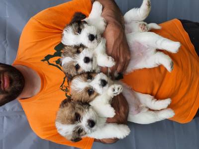 Jack Russell terrier com Lop 