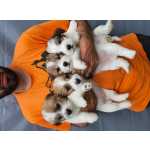 Jack Russel Terrier Jack Russell terrier com Lop  Lisboa Santa Iria Azoia