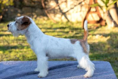 Jack Russell terrier com Lop 