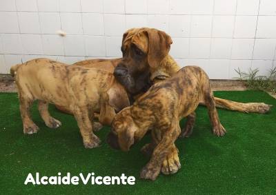 Dogue Alemo com Lop e Afixo