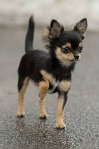 Chihuahua Pelo curto