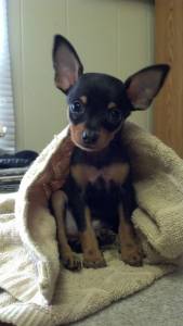 pinscher