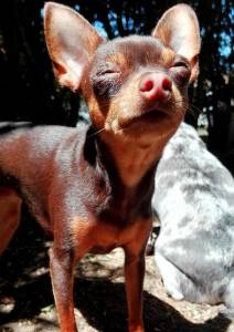 pinscher