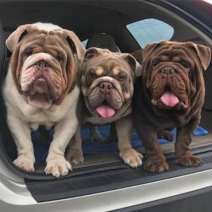 Bull Dogue Francs