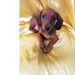 Dachshund FILHOTE DE BASSET FMEA DISPONVEL So Paulo Granja Viana