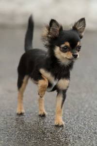 Chihuahua pelo-curto