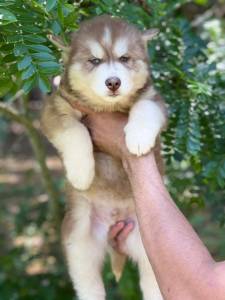 husky siberiano