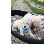 Poodle Toy ltimo casal de poodle Filhotes So Paulo Granja Viana
