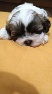 Shih-tzu lindos filhotes disponveis