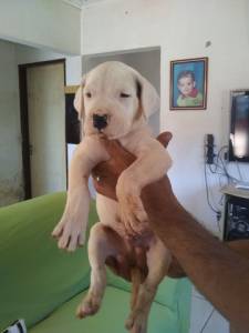 Dogo Argentino