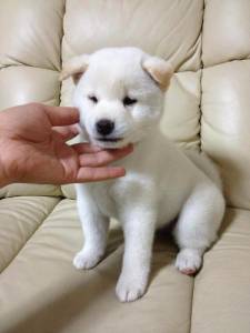 Shiba Inu