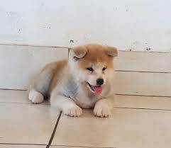 Shiba Inu