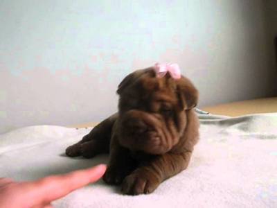 Sharpei