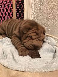 Sharpei