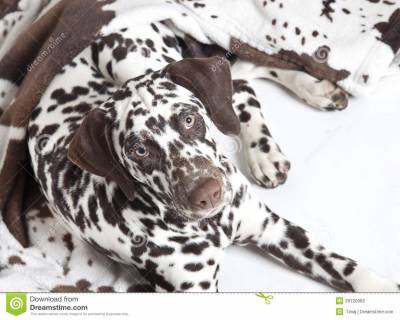 Dalmata