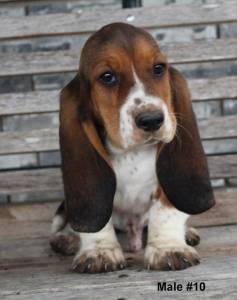 Basset hound