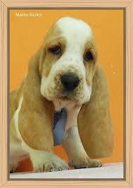 Basset hound