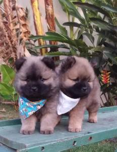 CHOW CHOW LINDOS MACHOS DOURADOS ENTREGO HOJE PRESENTO