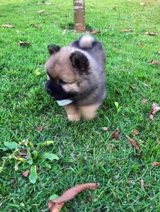 CHOW CHOW LINDOS MACHOS DOURADOS ENTREGO HOJE PRESENTO