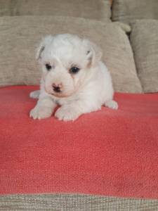 bichon frise