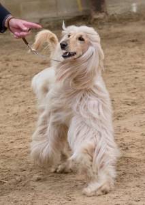 Afghan Hound