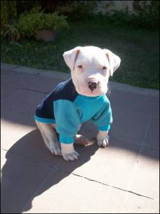 Dogo Argentino