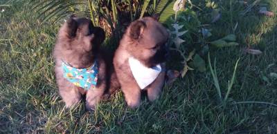 CHOW CHOW LINDOS MACHOS DOURADOS ENTREGO HOJE PRESENTO