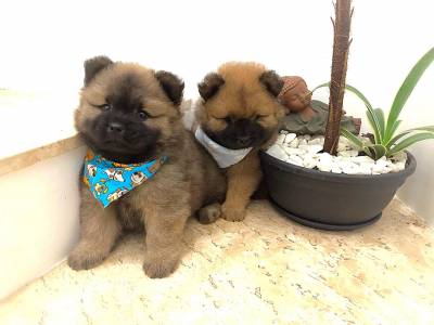 CHOW CHOW LINDOS MACHOS DOURADOS ENTREGO HOJE PRESENTO