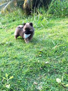 CHOW CHOW LINDOS MACHOS DOURADOS ENTREGO HOJE PRESENTO