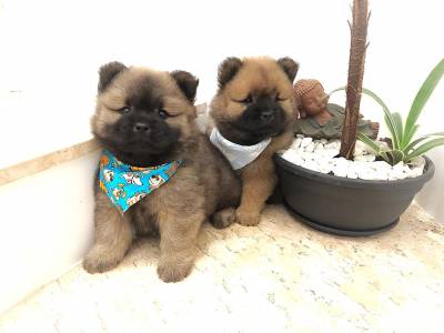 CHOW CHOW LINDOS MACHOS DOURADOS ENTREGO HOJE PRESENTO