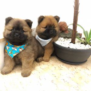 FILHOTES DE CHOW CHOW MACHOS