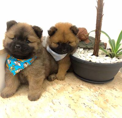 FILHOTES DE CHOW CHOW MACHOS