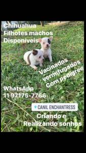 Chihuahua filhotes disponveis Canil Enchantress